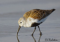 Calidris alpina